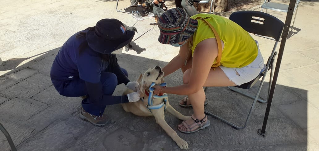 Más de mil mascotas de zonas fronterizas fueron vacunadas