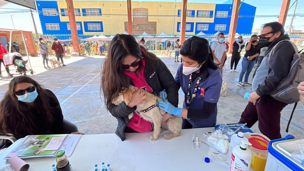 Exitoso operativo de vacunación antirrábica en Calama y Taltal