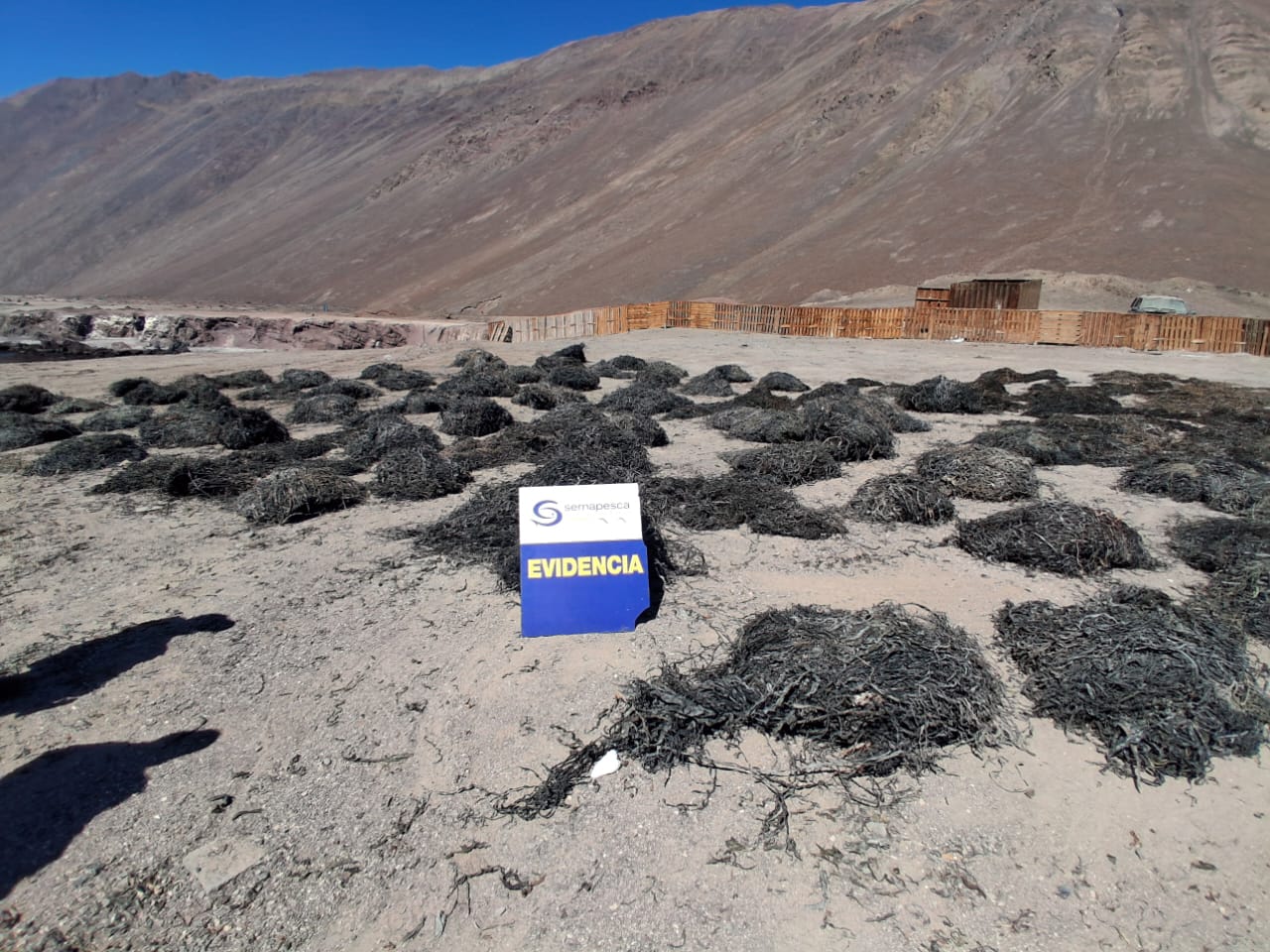 Sernapesca y Armada incautan cerca de 11 toneladas de huiro negro de origen ilegal en Tocopilla