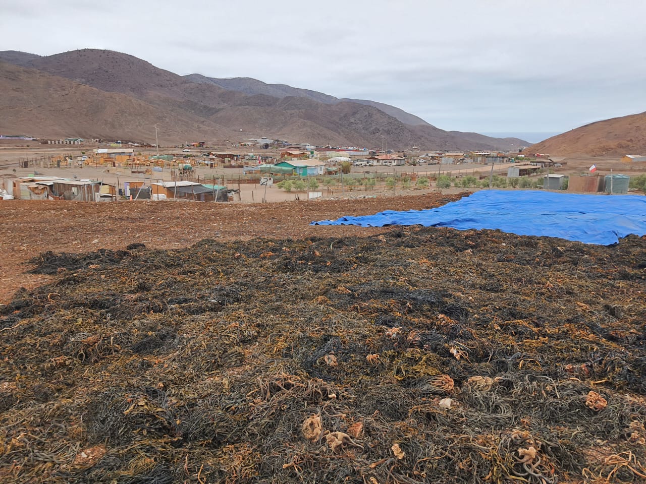 Fiscalización de Sernapesca y el SII detecta 2,4 toneladas de huiro negro extraído ilegalmente en Taltal