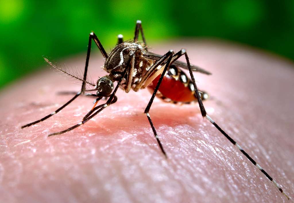 Hallazgo de mosquitos Aedes Aegypti en Antofagasta: experto llama a reforzar la vigilancia sin generar alarma