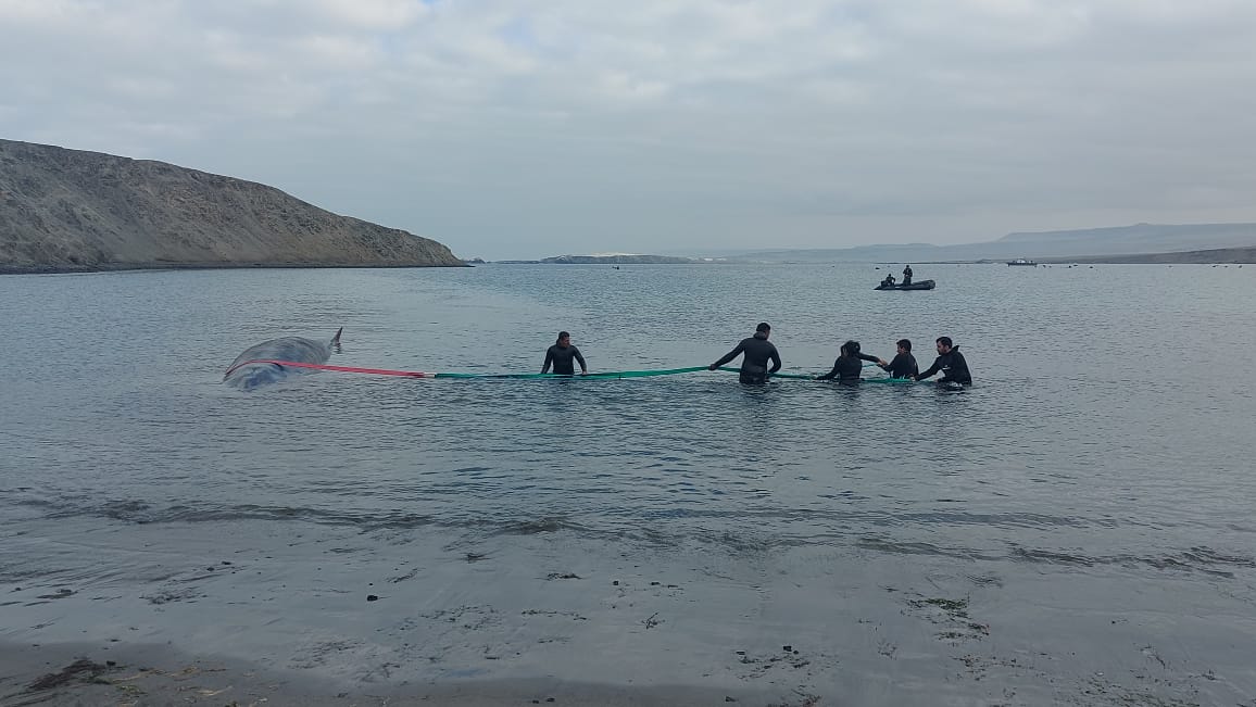 Amplio despliegue se realizó por varamiento de ballena fin en la península de Mejillones
