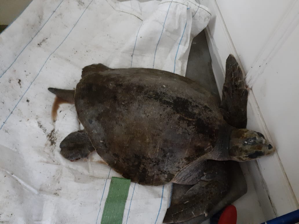 EXITOSO RESCATE DE TORTUGA HALLADA EN ROQUERÍOS DE TOCOPILLA