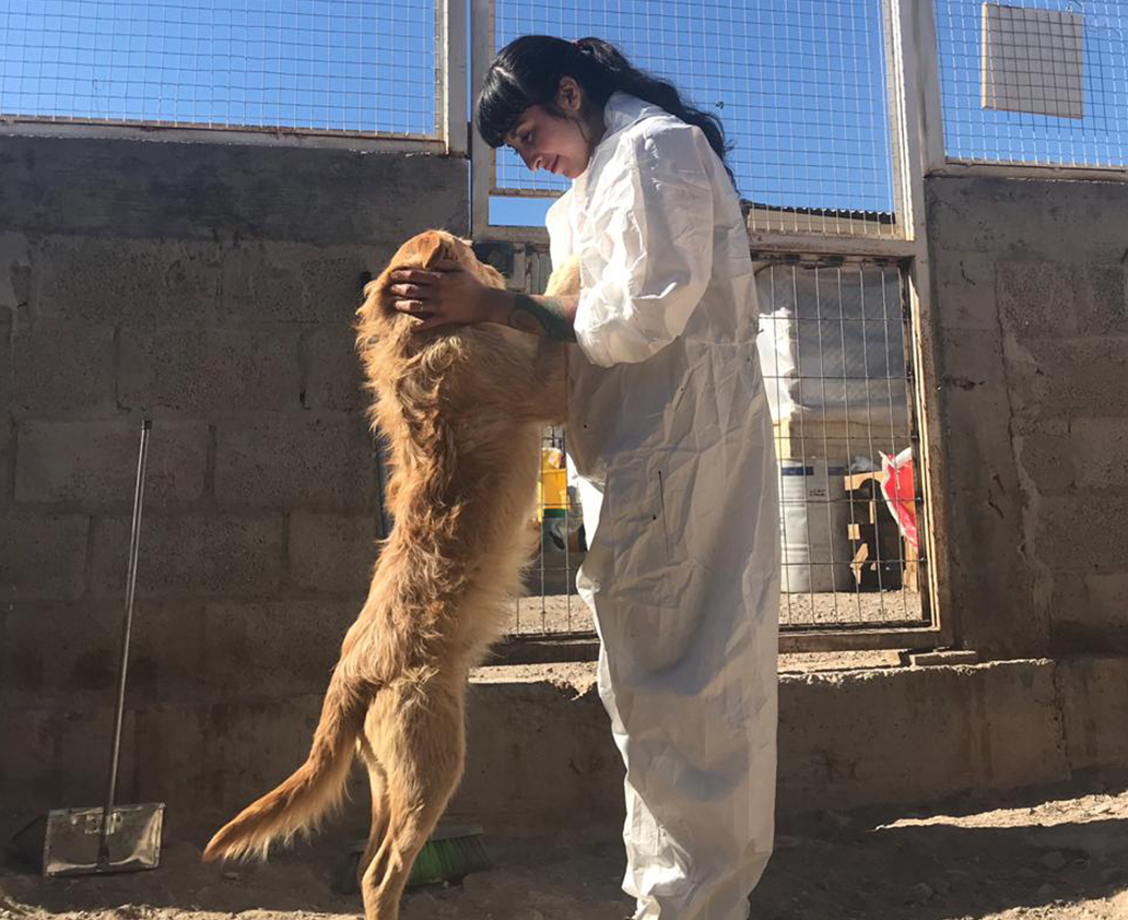 Fundación Anastasia rescata, cuida y alimenta a más de 400 canes en Calama y alrededores