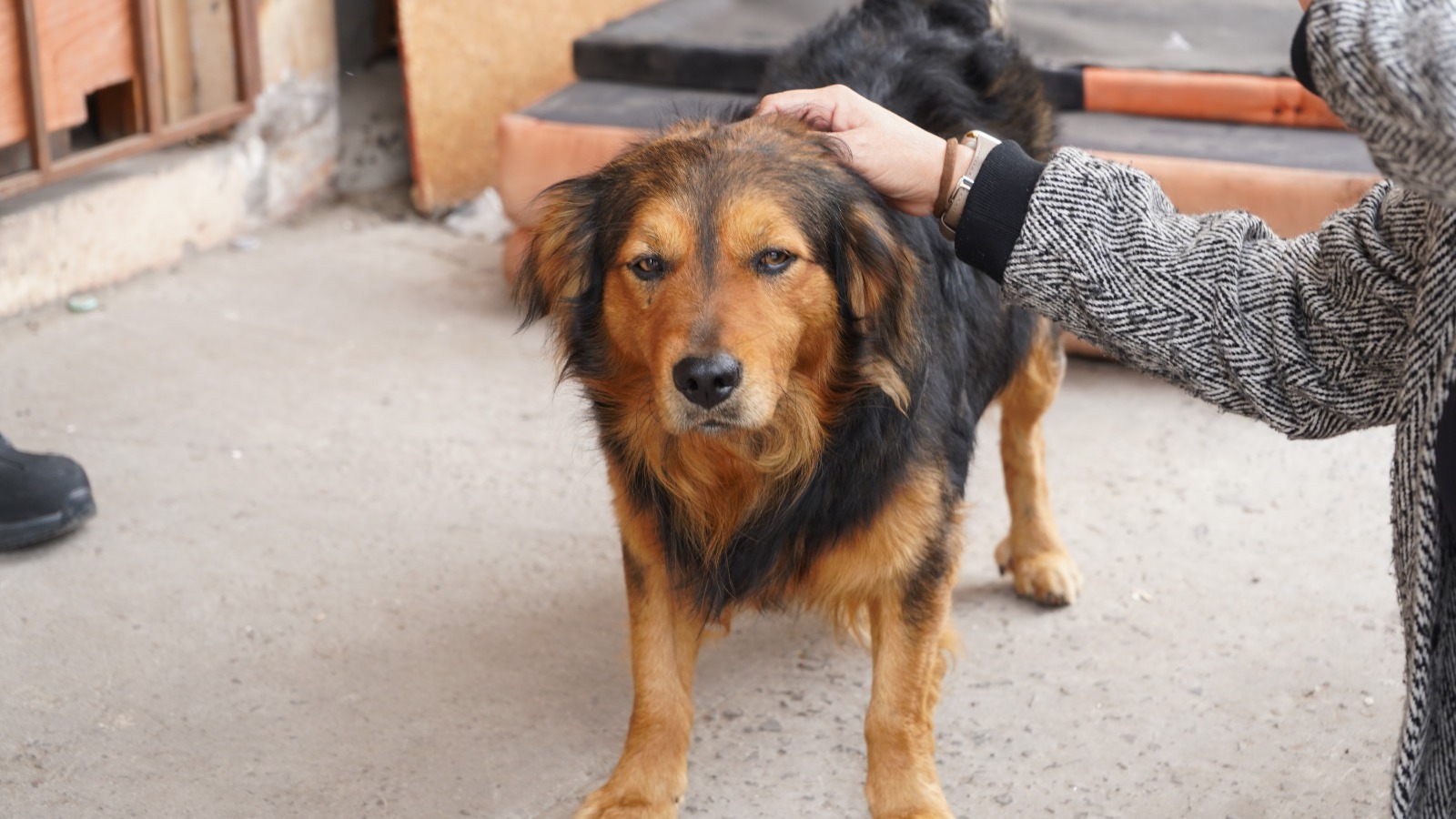 Trabajan en resguardar a mascotas ante desalojo de villa El Salar