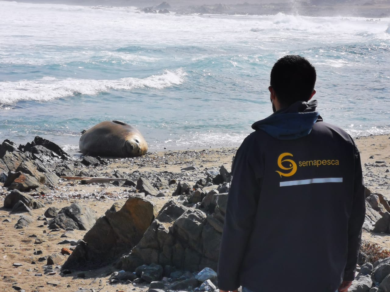 Sernapesca llama a no acercarse a elefante marino en Taltal