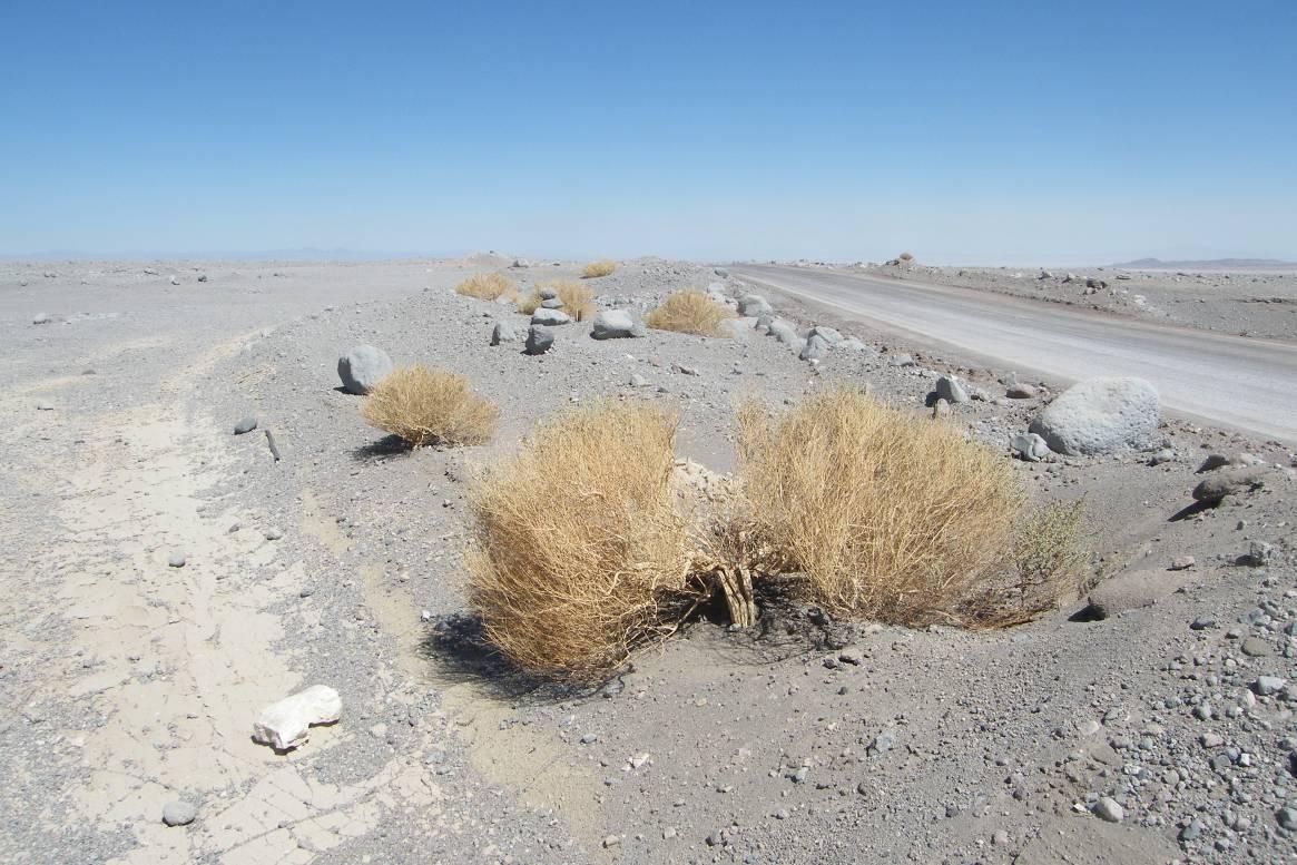 Tribunal Ambiental descarta daño ambiental en proyecto Parque Eólico Ckhúri