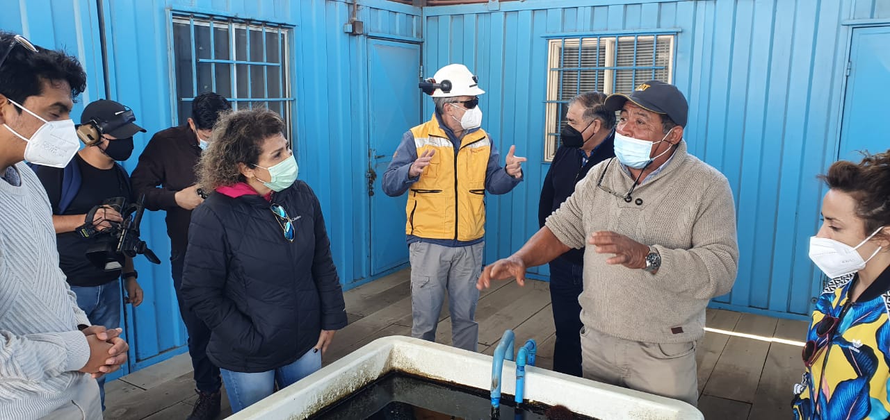 Instalarán el primer criadero de moluscos y algas en Mejillones
