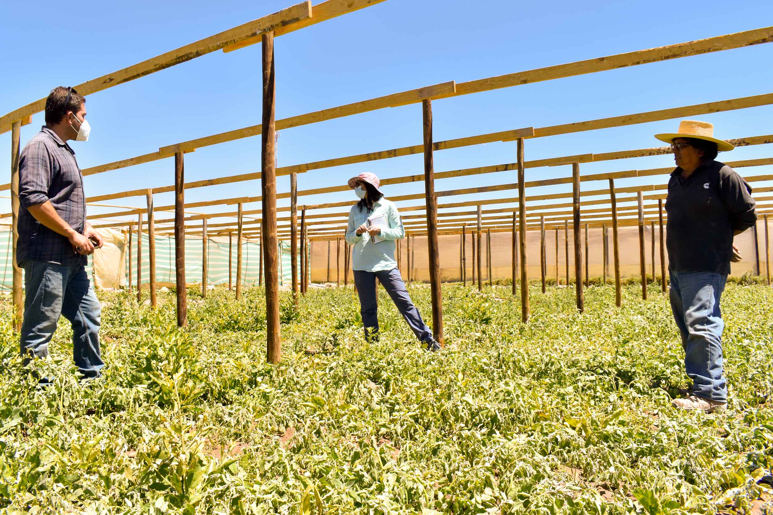 Agricultores se organizan por sectores para combatir la Mostaza Negra
