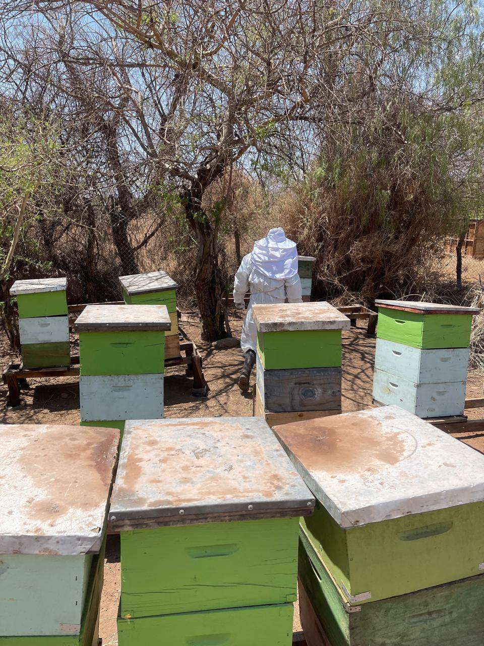 SAG detecta loque americana en colmenas del sector Levante y llama a apicultores/as a tomar medidas preventivas