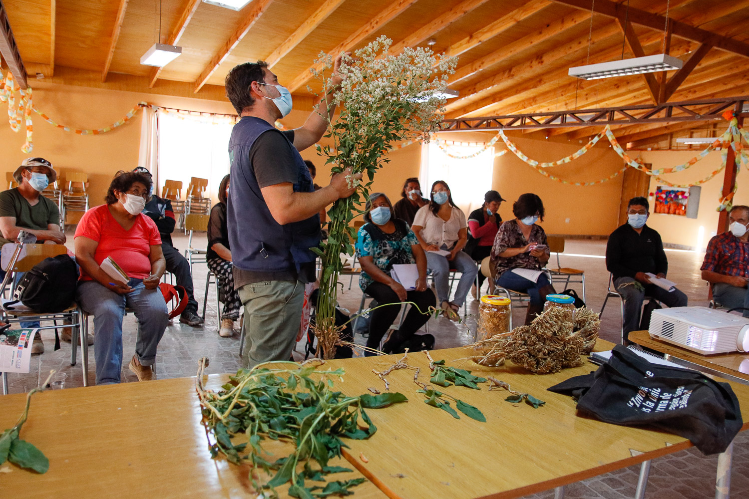Agricultores de San Pedro de Atacama “en alerta” por aparición de Mostaza Negra