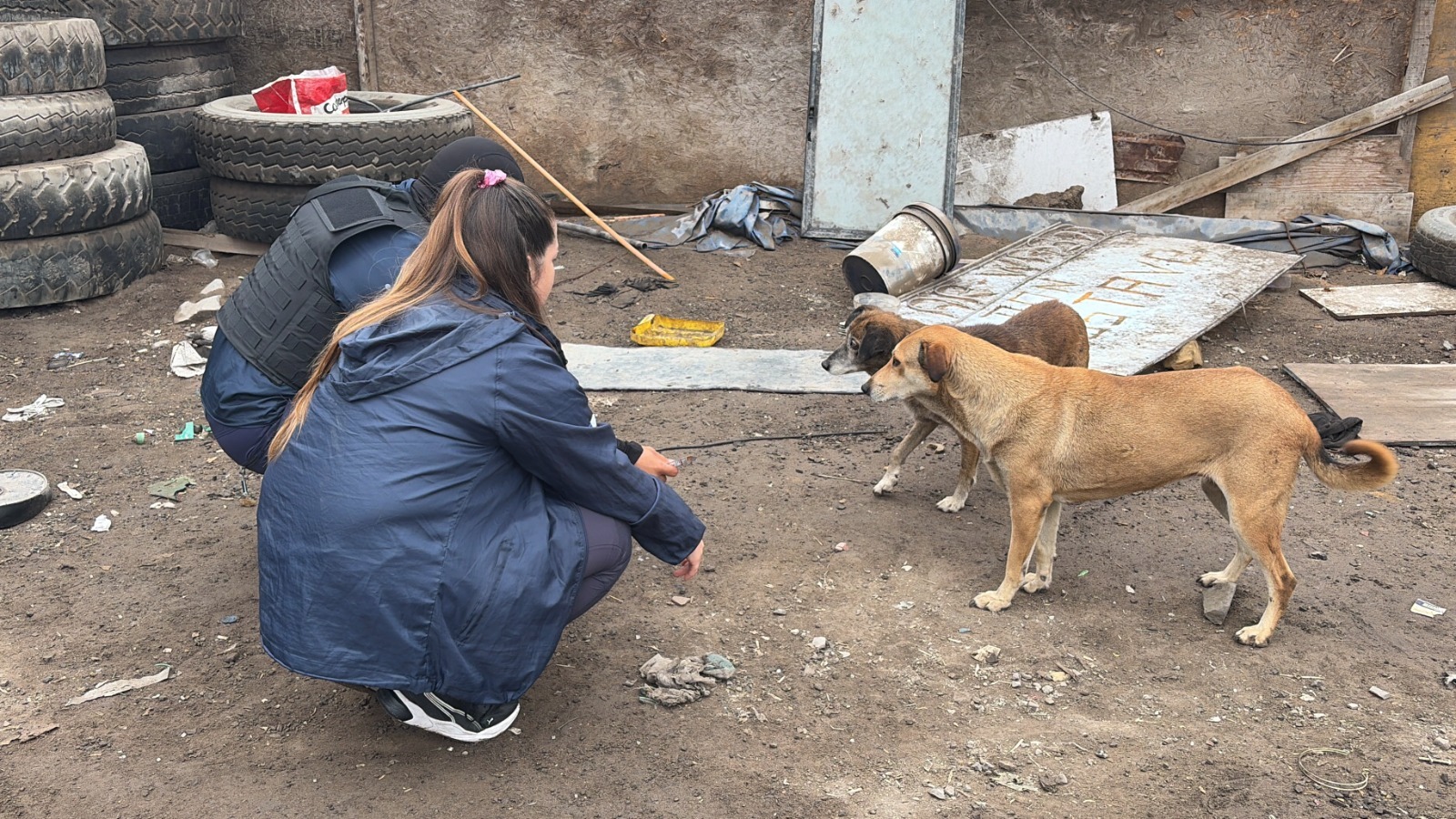 Despliegan operativo para resguardar animales