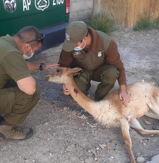 En patrullaje fronterizo Carabineros de Ollague rescata a vicuña que estaba herida a un costado del camino