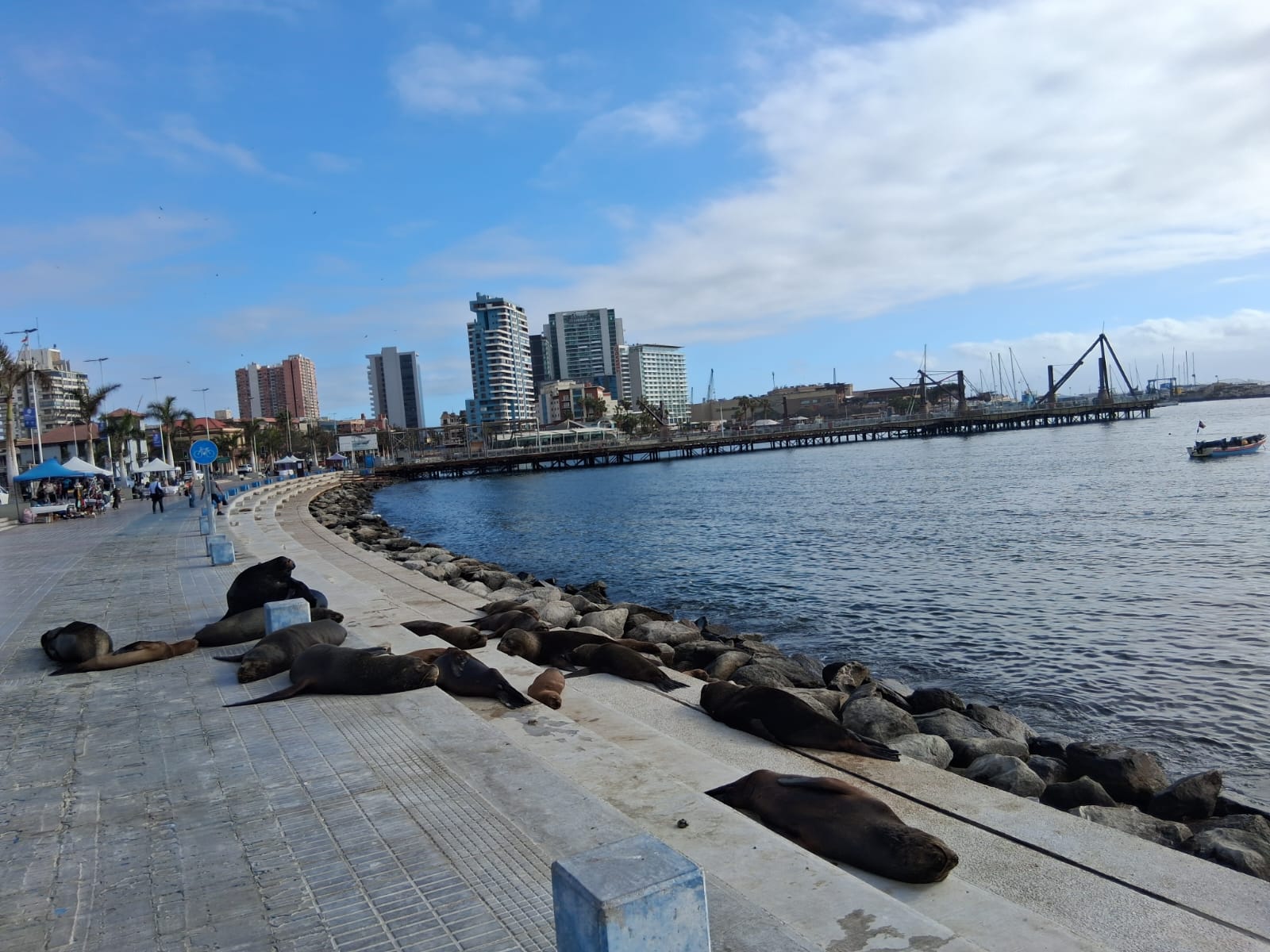 Sernapesca interpone denuncias por muerte de ballena jorobada y maltrato a lobos marinos