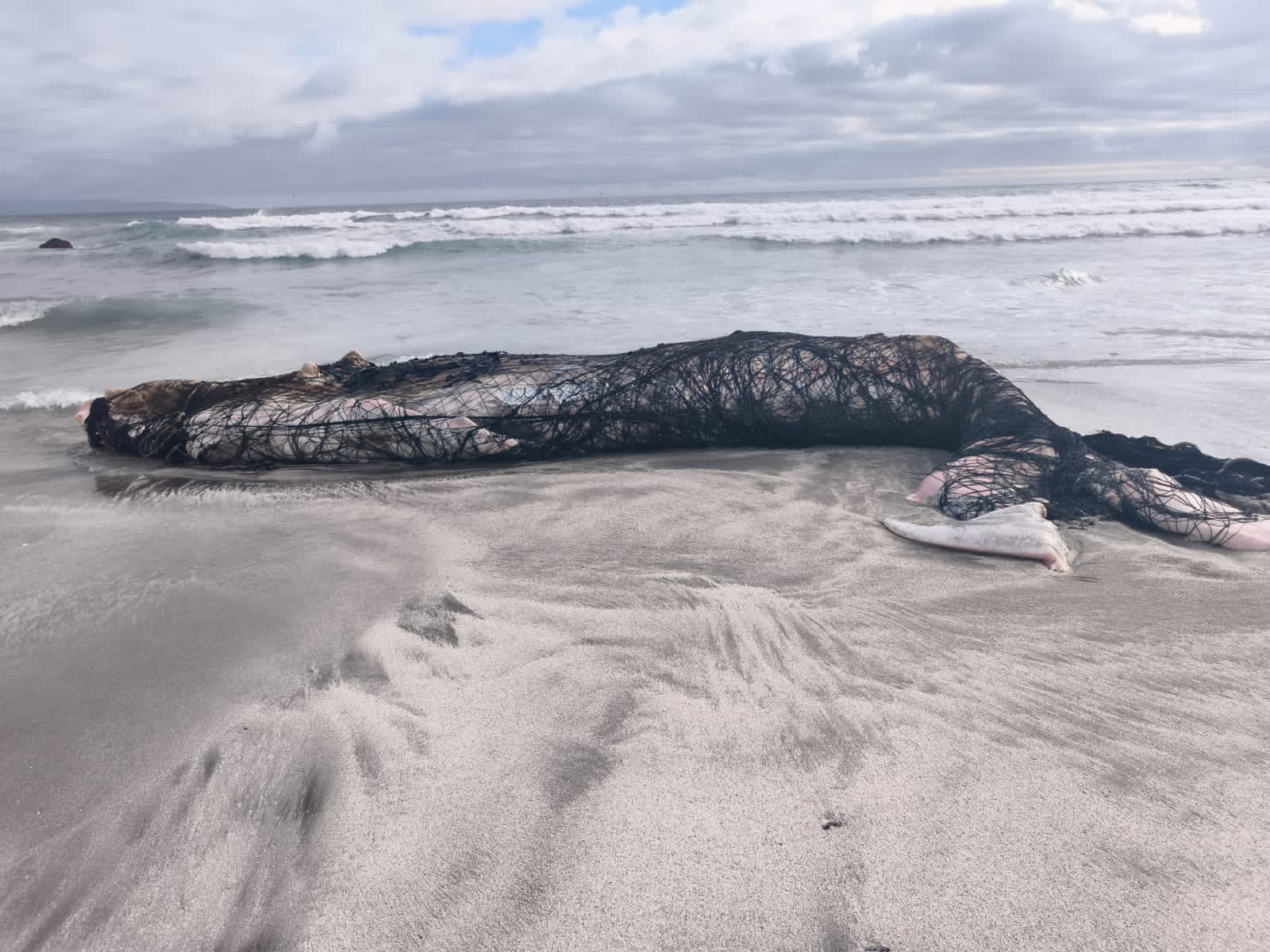 Sernapesca denunciará ante el Ministerio Público muerte de ballena jorobada en Mejillones