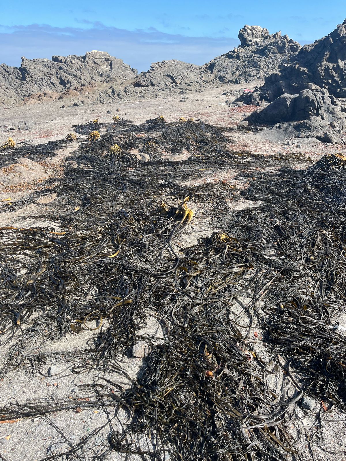 Juzgado de Letras de Tocopilla acogió denuncia de Sernapesca por infracción al plan de manejo de algas pardas