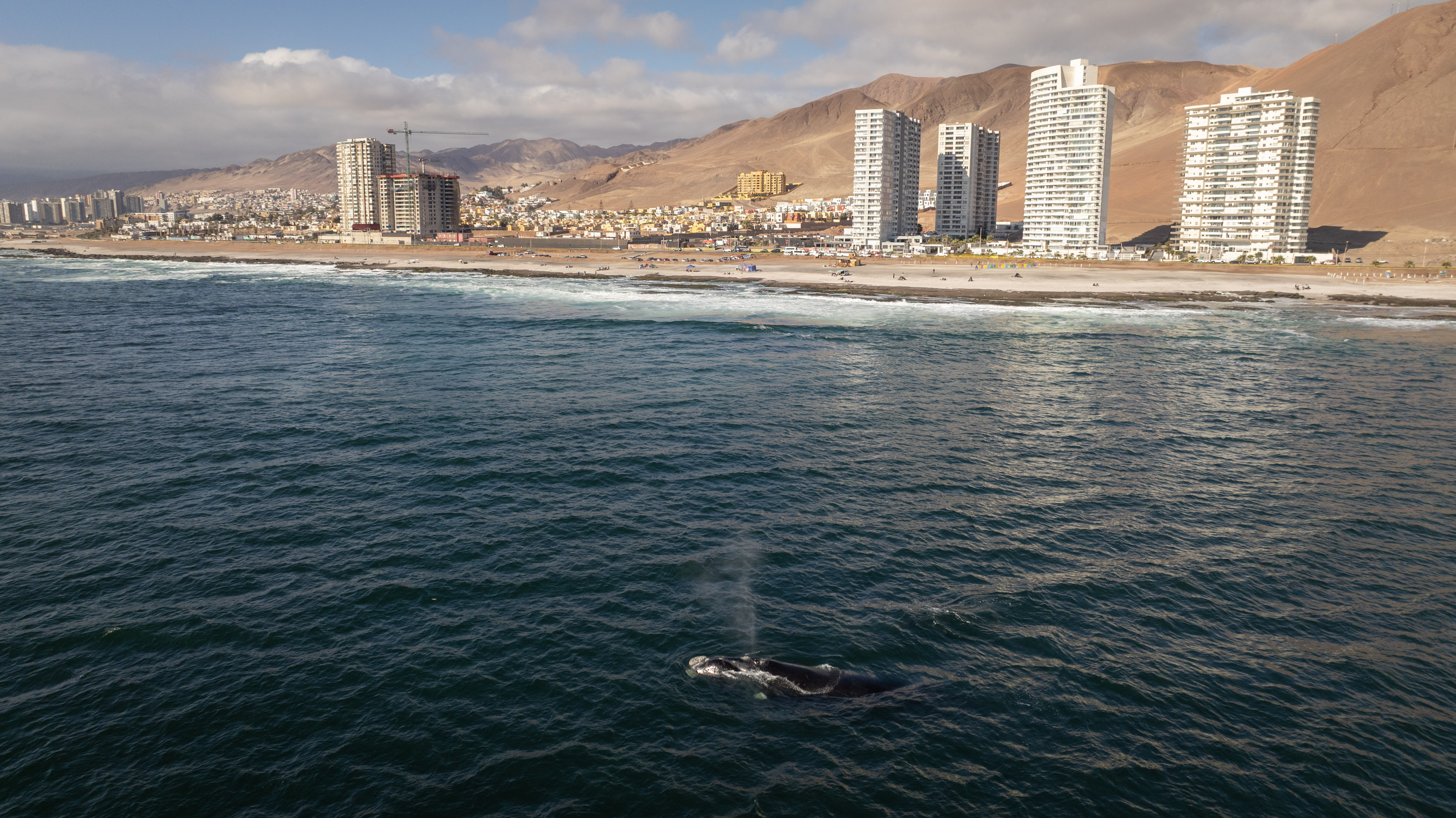 Sernapesca refuerza respeto a distancias de observación ante avistamiento de cetáceos en la bahía
