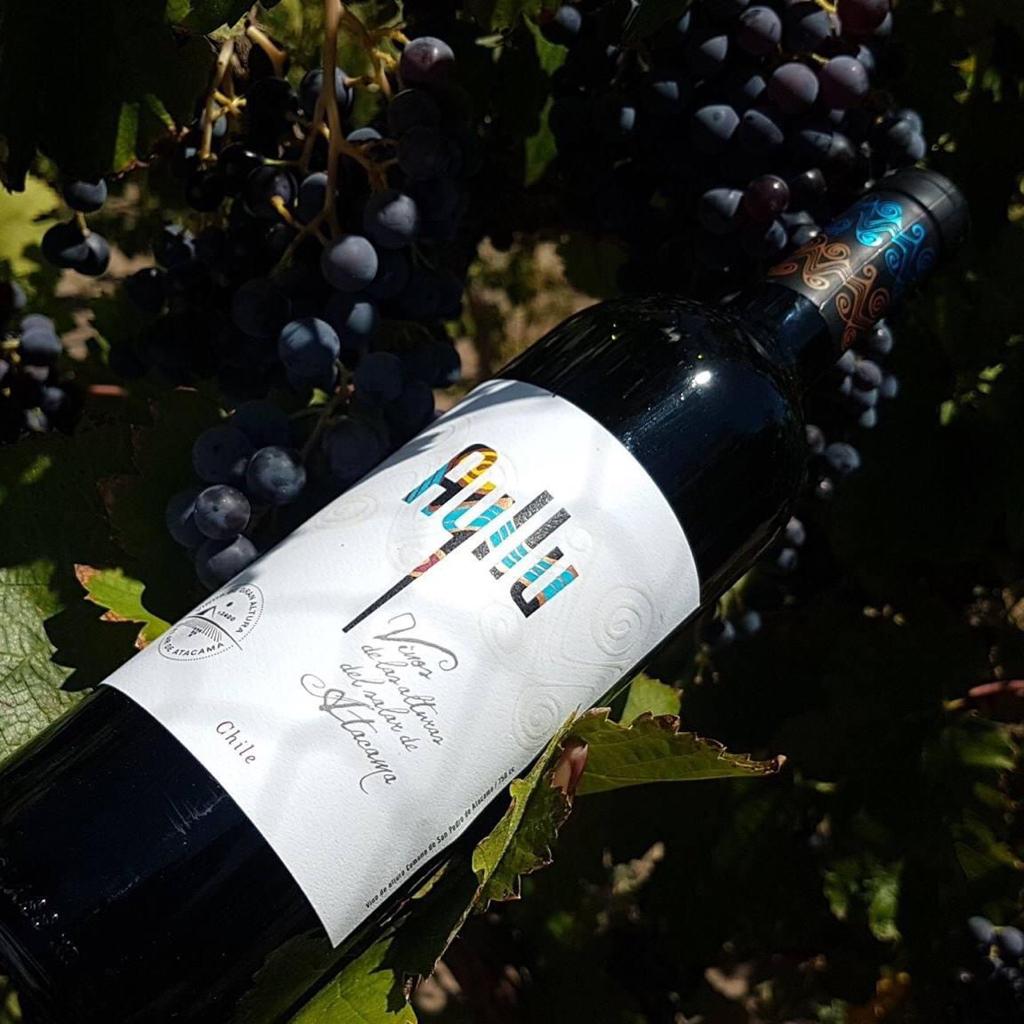 Vino atacameño se exportará a nivel mundial